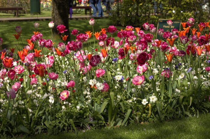 Dispatch from a Tulip Garden