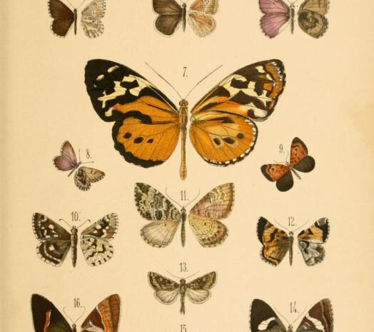 Nabokov and His Butterflies